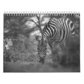 Zebra animal B/W Kalender (Hoes)