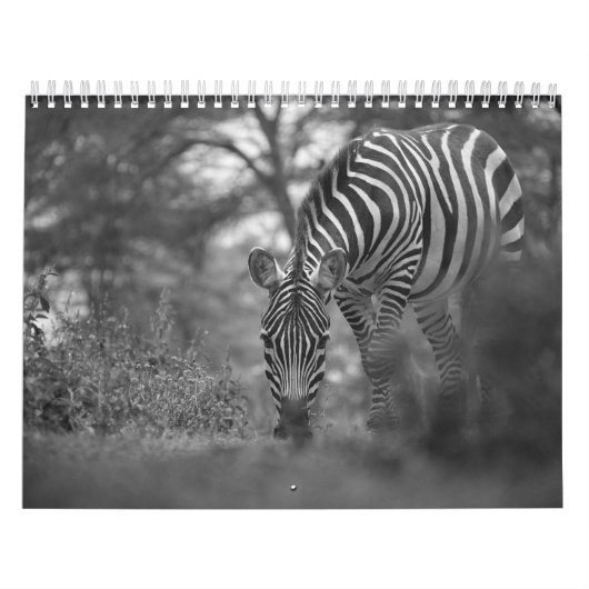 Zebra animal B/W Kalender (Hoes)