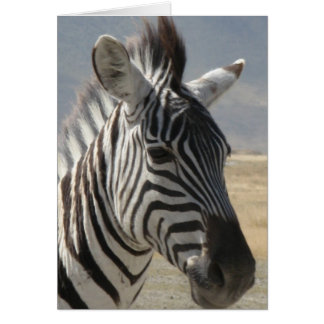 Zebra baby