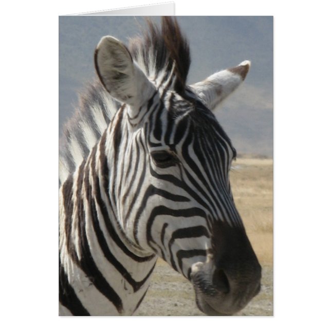 Zebra baby (Voorkant)