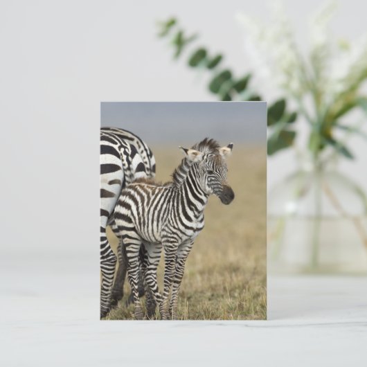 Zebra Baby Briefkaart (Staand voorkant)