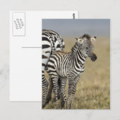 Zebra Baby Briefkaart (Voorkant / Achterkant)