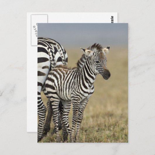 Zebra Baby Briefkaart (Voorkant / Achterkant)