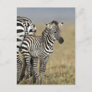 Zebra Baby Briefkaart