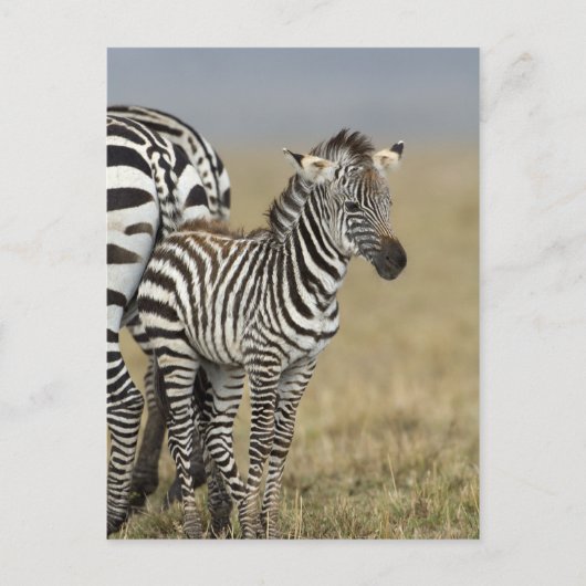 Zebra Baby Briefkaart (Voorkant)