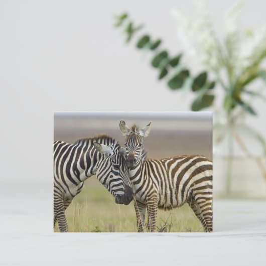 Zebra Baby Briefkaart (Staand voorkant)