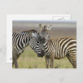 Zebra Baby Briefkaart (Voorkant / Achterkant)