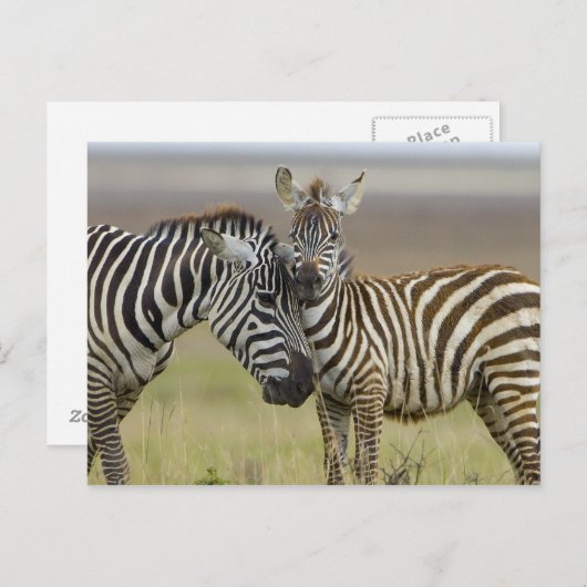 Zebra Baby Briefkaart (Voorkant / Achterkant)