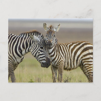 Zebra Baby Briefkaart