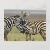 Zebra Baby Briefkaart (Voorkant)