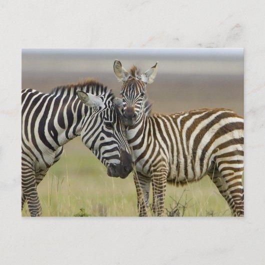 Zebra Baby Briefkaart (Voorkant)