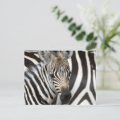 Zebra Baby Briefkaart (Staand voorkant)