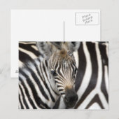 Zebra Baby Briefkaart (Voorkant / Achterkant)