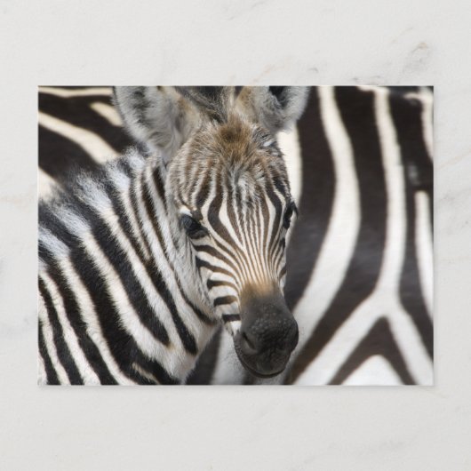 Zebra Baby Briefkaart (Voorkant)