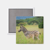 Zebra baby en moeder magneet (Voorkant / Achterkant)