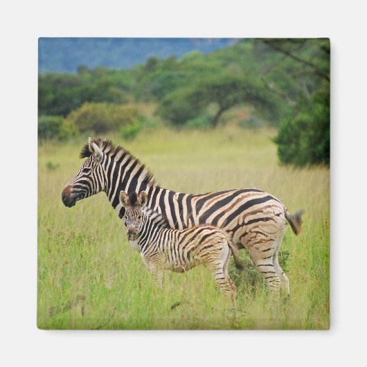 Zebra baby en moeder magneet (Voorkant)