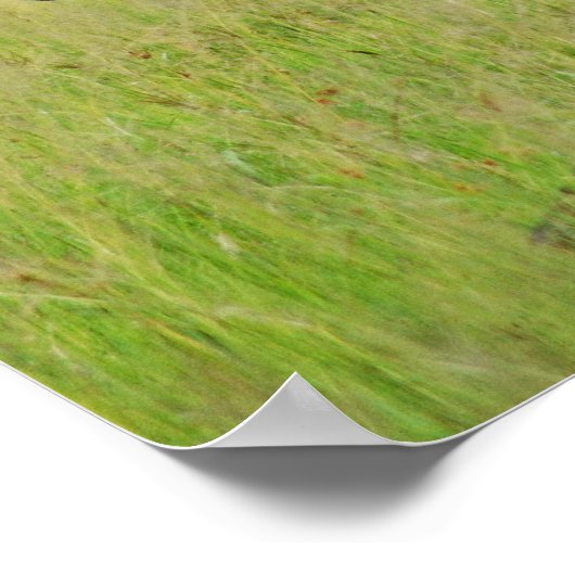 Zebra baby en moeder poster (Hoek)