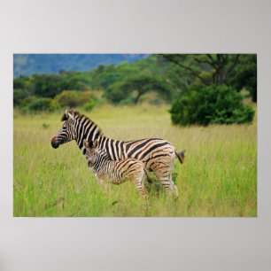 Zebra baby en moeder poster