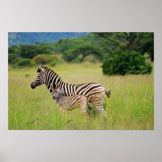 Zebra baby en moeder poster (Voorkant)