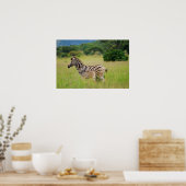 Zebra baby en moeder poster (Keuken)