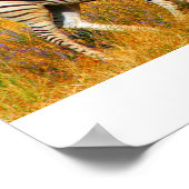 Zebra Baby Poster (Hoek)