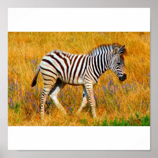 Zebra Baby Poster (Voorkant)