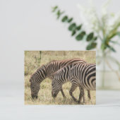 zebra-begrazing briefkaart (Staand voorkant)