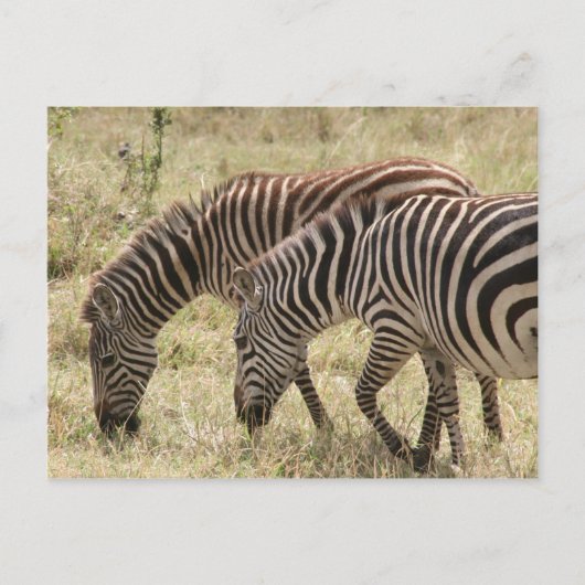zebra-begrazing briefkaart (Voorkant)