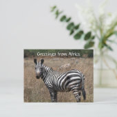 zebra begroeten briefkaart (Staand voorkant)