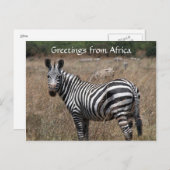 zebra begroeten briefkaart (Voorkant / Achterkant)