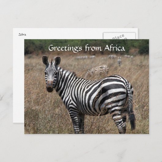 zebra begroeten briefkaart (Voorkant / Achterkant)