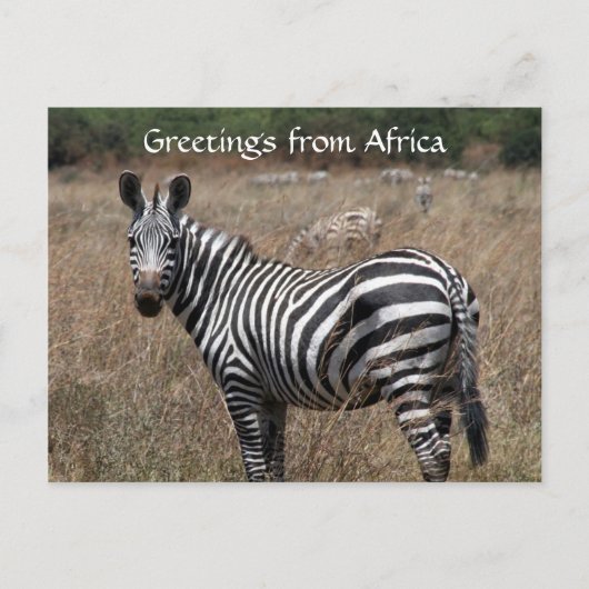 zebra begroeten briefkaart (Voorkant)