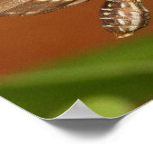 zebra beugvlinder poster (Hoek)