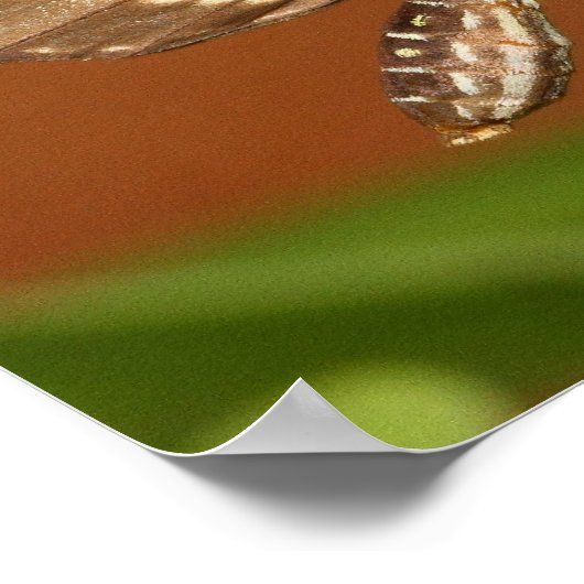 zebra beugvlinder poster (Hoek)