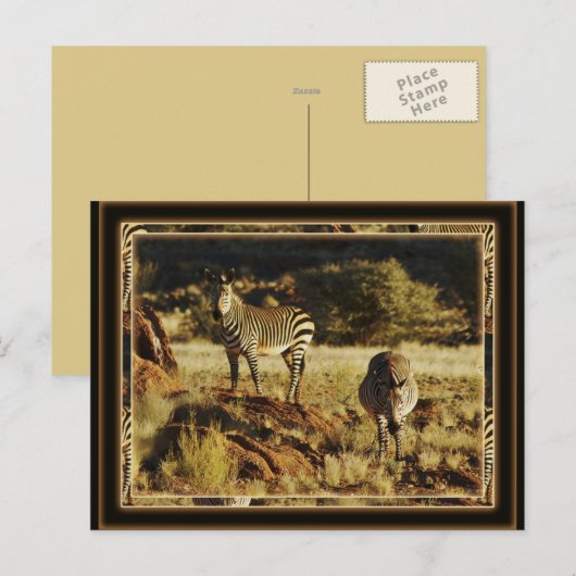 Zebra, Birchell's wildsafari-briefkaarten Briefkaart (Voorkant / Achterkant)