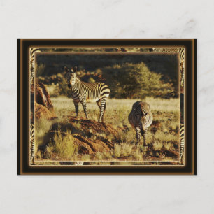 Zebra, Birchell's wildsafari-briefkaarten Briefkaart