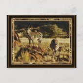 Zebra, Birchell's wildsafari-briefkaarten Briefkaart (Voorkant)