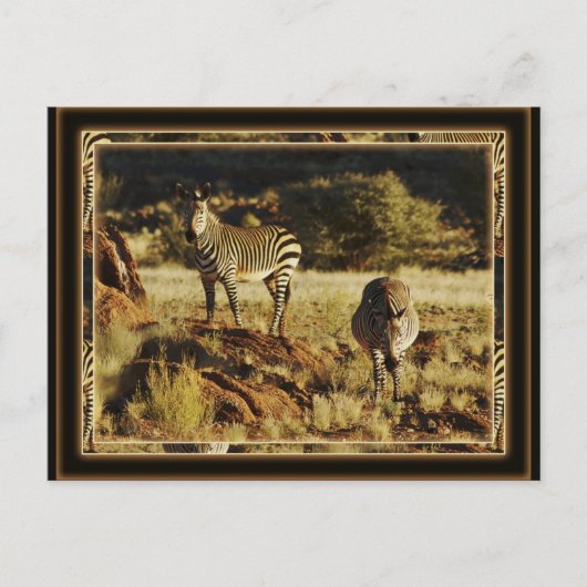 Zebra, Birchell's wildsafari-briefkaarten Briefkaart (Voorkant)