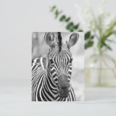 Zebra Birthday Briefkaart (Staand voorkant)