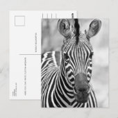 Zebra Birthday Briefkaart (Voorkant / Achterkant)