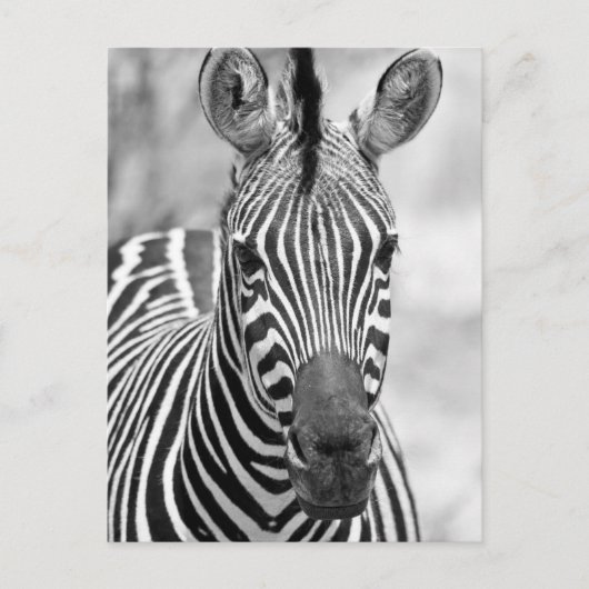 Zebra Birthday Briefkaart (Voorkant)
