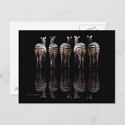 Zebra Black White Stripes Reflecties Briefkaart (Voorkant / Achterkant)