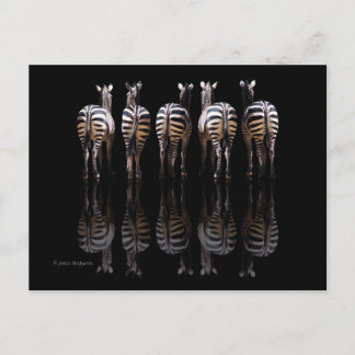 Zebra Black White Stripes Reflecties Briefkaart