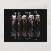Zebra Black White Stripes Reflecties Briefkaart (Voorkant)