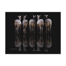 Zebra Black White Stripes Reflecties