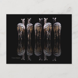 Zebra Black White Stripes Reflecties Briefkaart