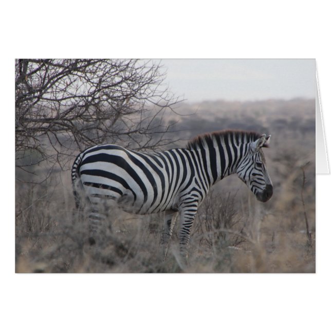 Zebra blanco kaart (Voorkant Horizontaal)