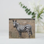 zebra blik briefkaart (Staand voorkant)
