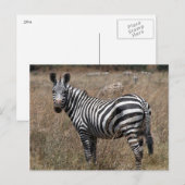 zebra blik briefkaart (Voorkant / Achterkant)