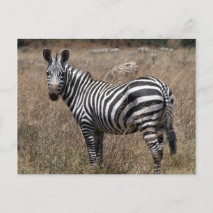zebra blik briefkaart
